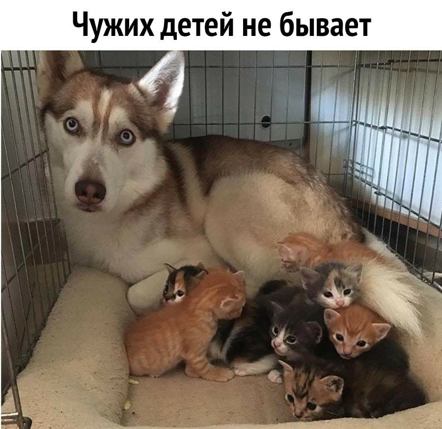Чужих детей не бывает