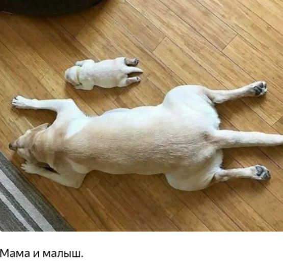 ЗМЗ И МЭПЫШ