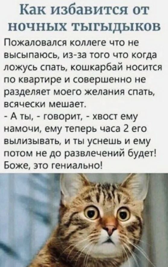 Как избавится от НОЧНЬХХ ТЬ1ГЬ1ДЬ1КОВ Пожаловался коллеге что не высыпаюсь из за того что когда ложусь спать кошкарбай носится по квартире и совершенно не разделяет моего желания спать всячески мешает А ты говорит хвост ему намочи ему теперь часа 2 его вылизывать и ты уснешь и ему потом не до развлечений будет Боже это гениально