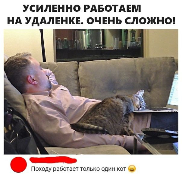 УСИЛЕННО РАБОТАЕМ НА УдАЛЕНКЕ ОЧЕНЬ СЛОЖНО Походу работает только один кот
