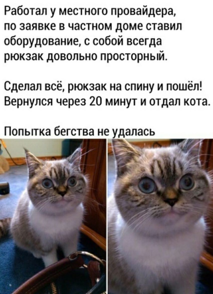 Работал у местного провайдера по заявке в частном доме ставил оборудование с собой всегда рюкзак довольно просторный Сделал всё рюкзак на спину и пошёл Вернулся через 20 минут и отдал кота