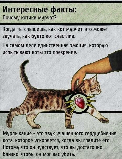 И нте ресн ые фа кты Почему котики мурча1 _ ___ _ Когда ты слышишь как кот мурчит это может звучать как будто кот счастлив На самом деле единственная эмоция каторую ИСПЫТЫВВЮТ КОТЫ ЗТО презрение Мурлыкание 310 звук учашенного сердцебиения кота которое ускоряется когда вы гладите его ПОТОМУ ЧТО ОН ЧУВЕТЕУЕТ ЧТО вы ЦОСТВТОЧНО близко чтобы он мог вас убить