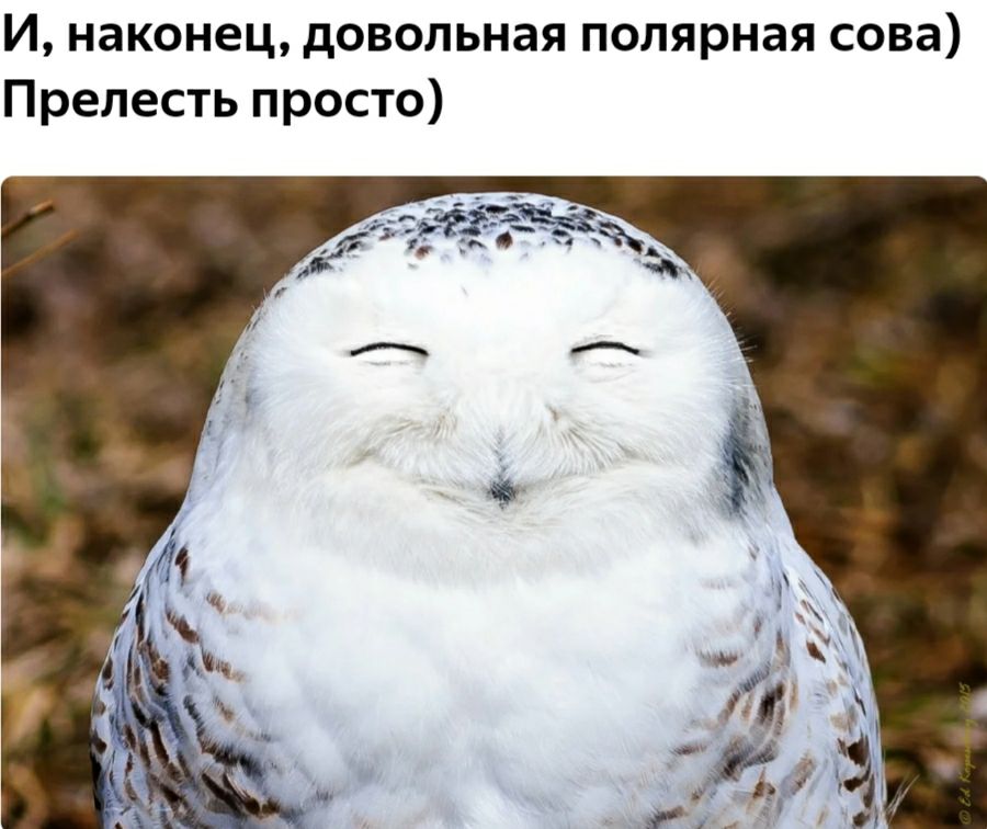 И наконец довольная полярная сова Прелесть просто