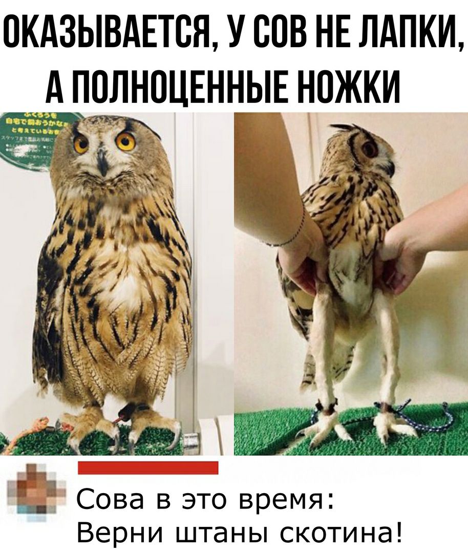 ПКАЗЫВАЕТВЯ У ВОВ НЕ ЛАПКИ д ПОЛНОЦЕННЫЕ НОЖКИ Ё Сова в это время Верни штаны скотина