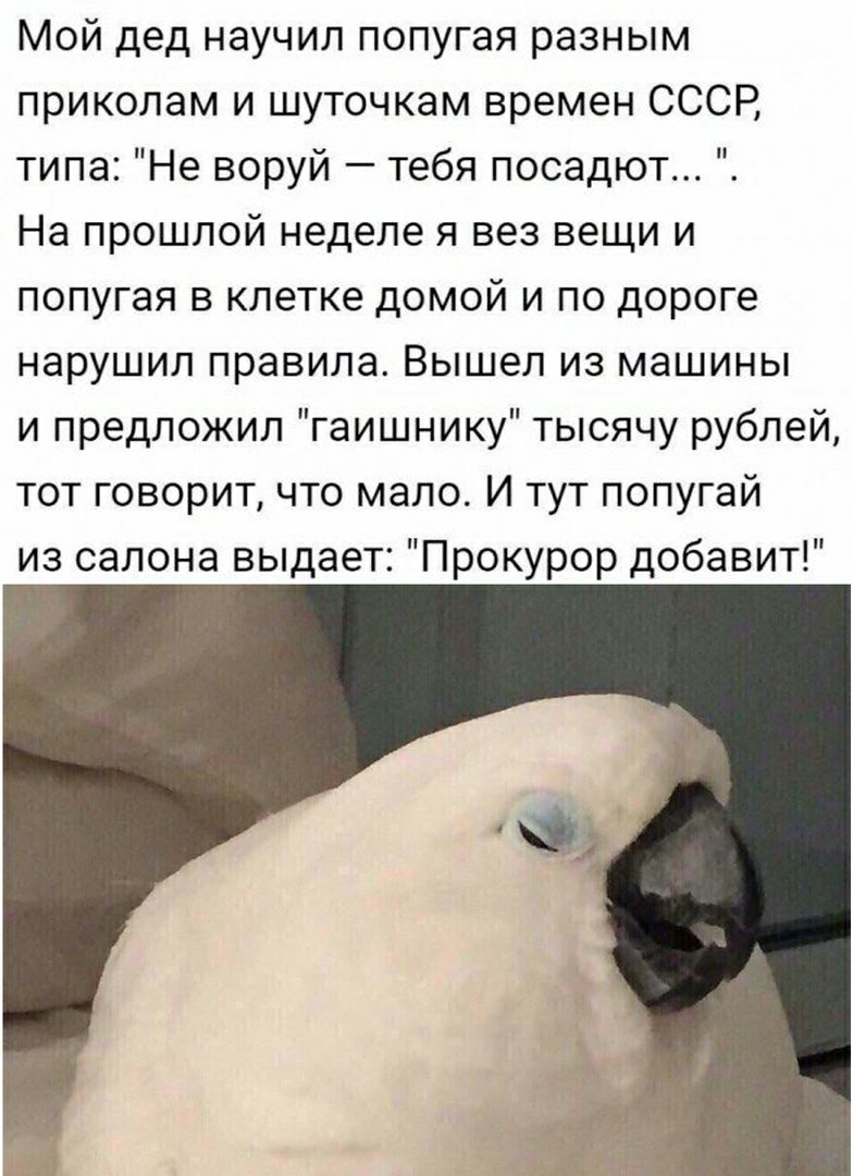 Мой дед научил попугая разным приколам и шуточкам времен СССР типа Не воруй тебя посадют На прошлой неделе я вез вещи и попугая в клетке домой и по дороге нарушил правила Вышел из машины и предложил гаишнику тысячу рублей тот говорит что мало И тут попугай из салона выдает Прокурор добавит