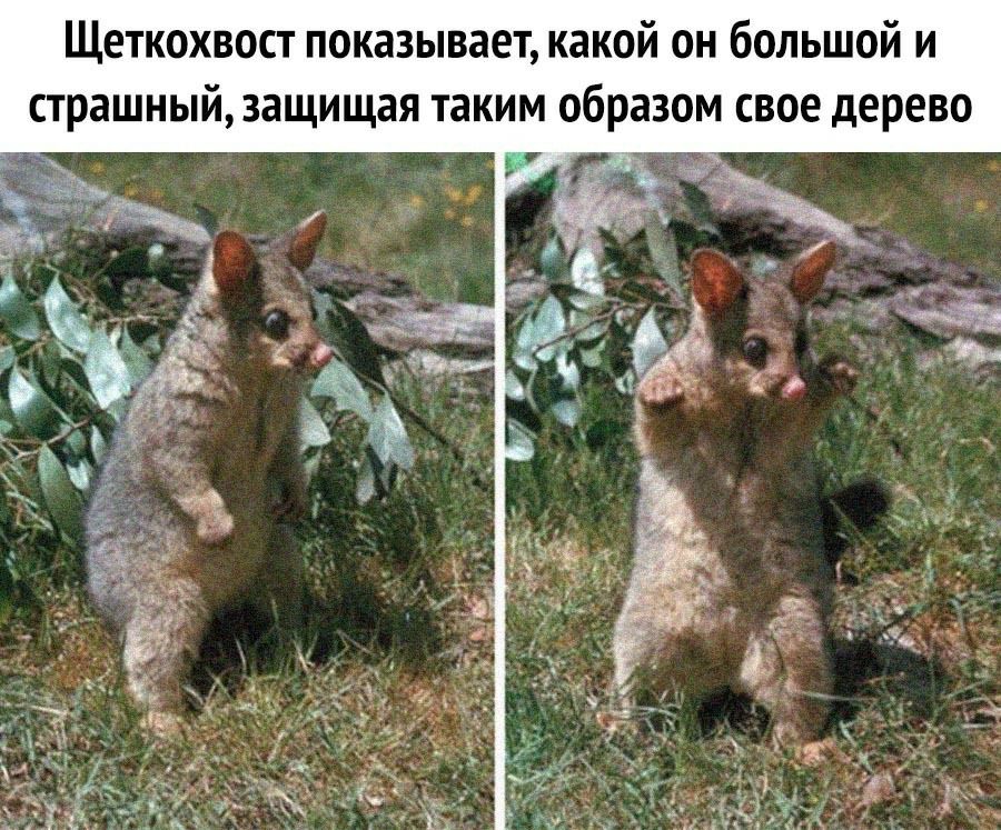 Щеткохвост показывает какой он большой и страшныйзащищая таким образом свое дерево 5