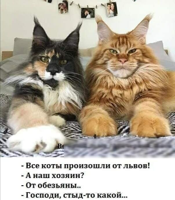 Все коты произошли от львов А наш хозяин От обезьяны Господи стыд то какой