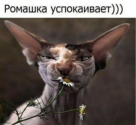 Ромашка успокаивает