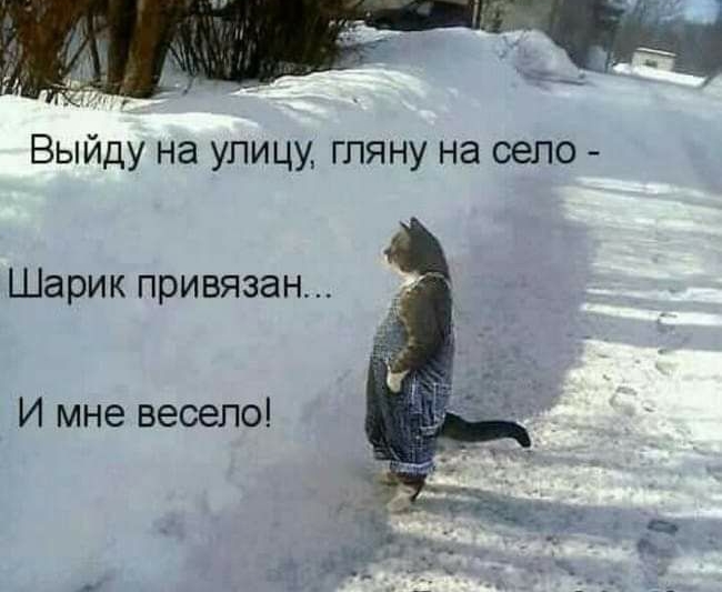 Выйду на улицу гляну на село Шарик привязан И мне весело