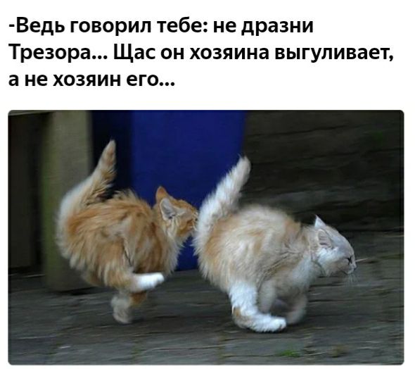 Ведь говорил тебе не дразни Тревора Щас он хозяина выгуливает а не хозяин его