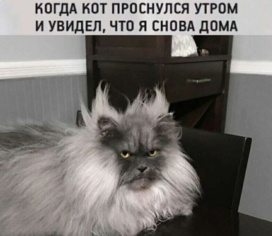 КОГДА НОТ ПРОСНУЛСЯ УТРОМ И УВИДЕЛ ЧТО Я СНОВА ДОМА