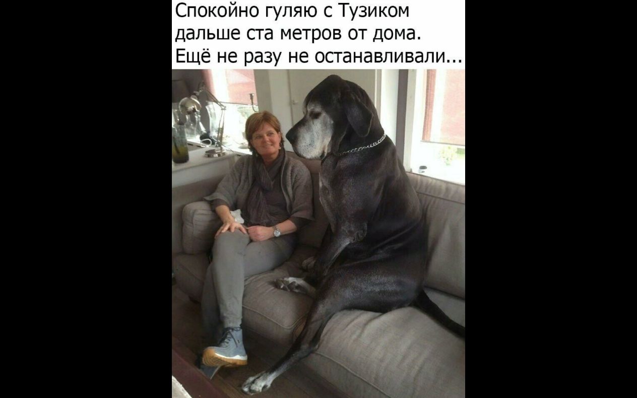 Спокойно гуляю с Тузиком дальше ста метров от дома Ещё не разу не останавливали