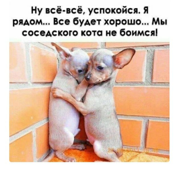 Ну всё всё успокойся я рядом Все будет хорошо Мы соседского кото не боимся