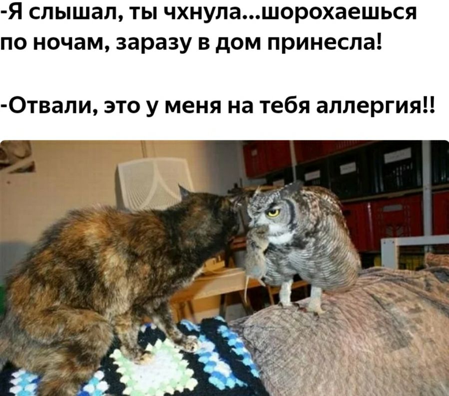 Я слышал ты чхнулашорохаешься по ночам заразу в дом принесла Отвали это у меня на тебя аллергия