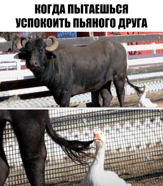 НШДА ПЫШЕШЬВЯ ЮПВНВИТЬ ПЬЯНШВДРША