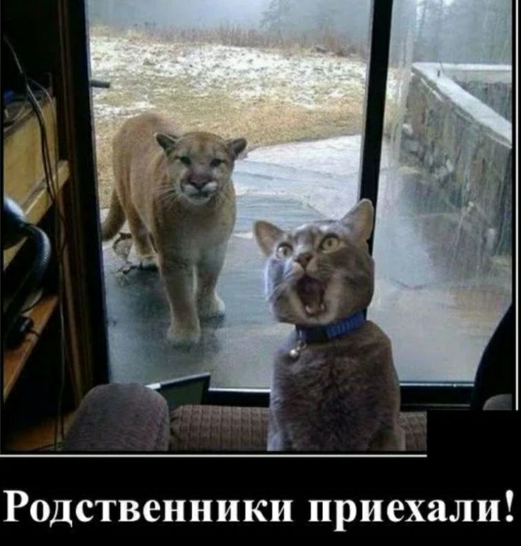 Родственники приехали