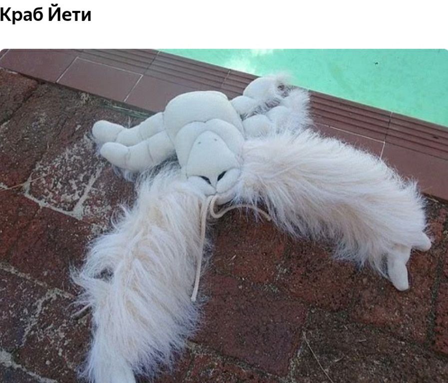 Краб Йети
