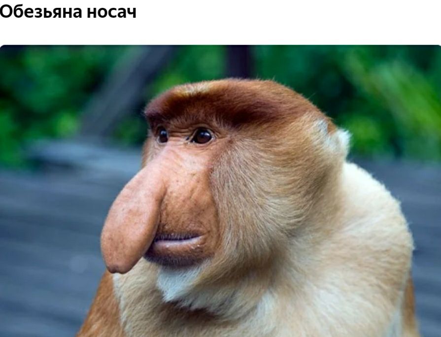 безьяна носач