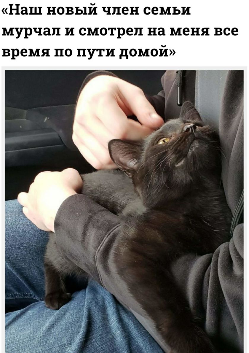 Наш новый член семьи мурчап и смотрел на меня все время по пути домой