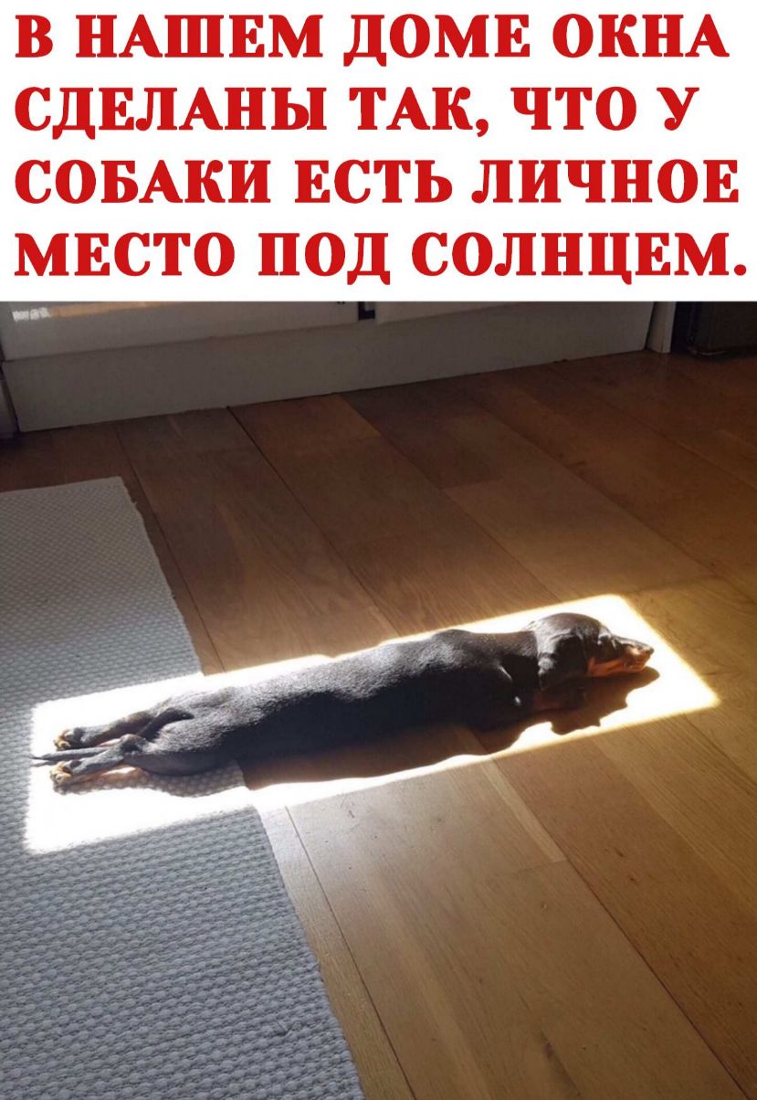 В НАШЕМ ДОМЕ ОКНА СДЕЛАНЫ ТАК ЧТО У СОБАКИ ЕСТЬ ЛИЧНОЕ МЕСТО ПОД СОЛНЦЕМ