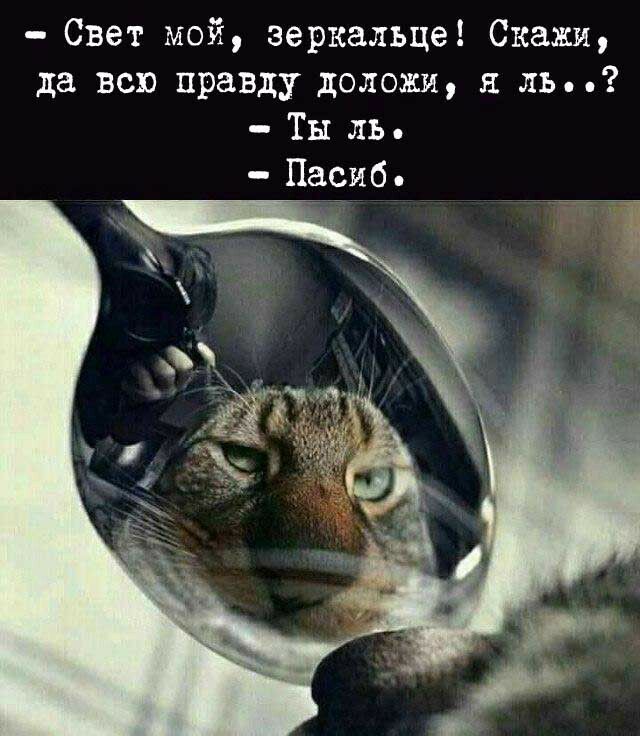 Свет мой зеркальце Скажи да всю правду доложи 51 м Ты ль