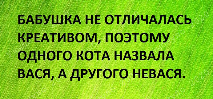 7 БАБУШКА НЕ отличдлдсь кРЕАтивом поэтому одного котд ндзвдлд ВАСЯ А другого НЕВАСЯ