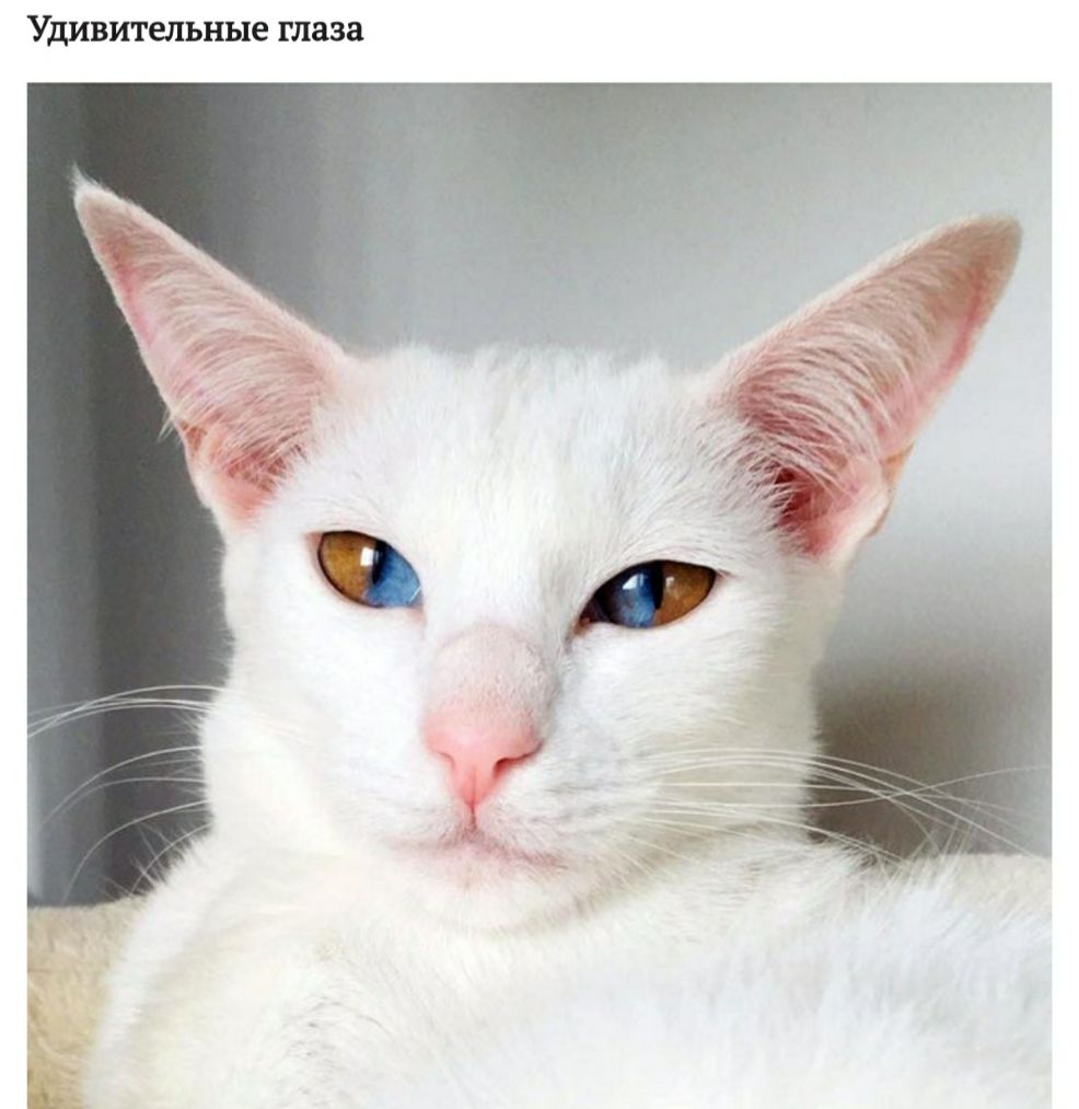 Удивительные глаза
