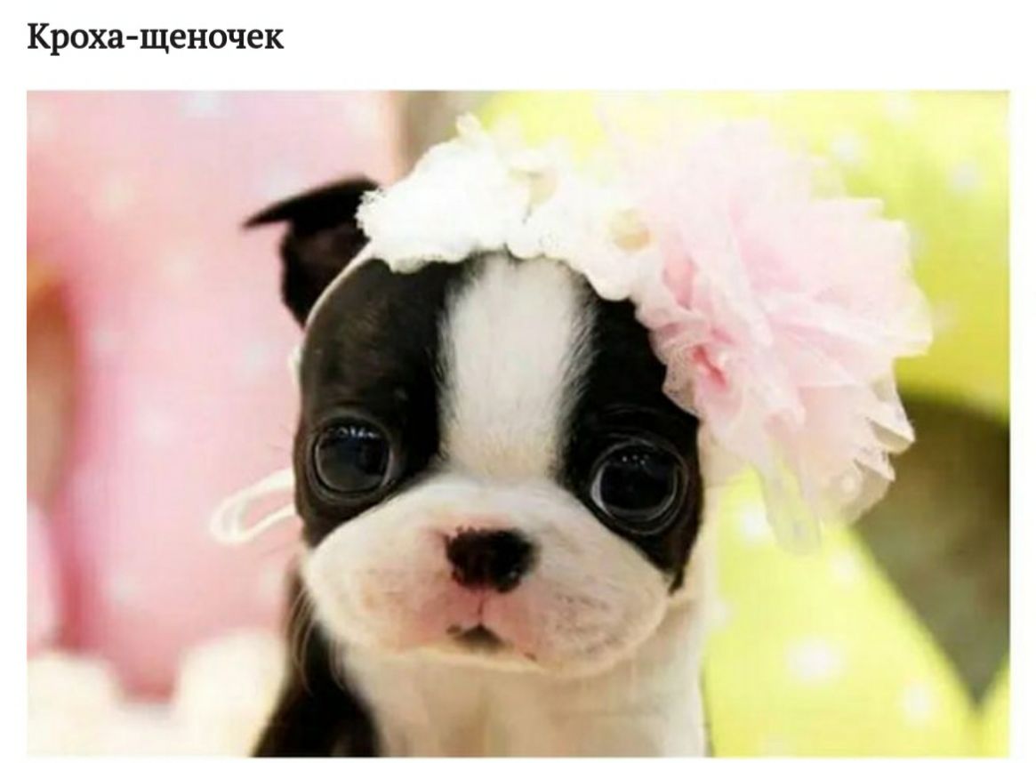 Кроха щеночек