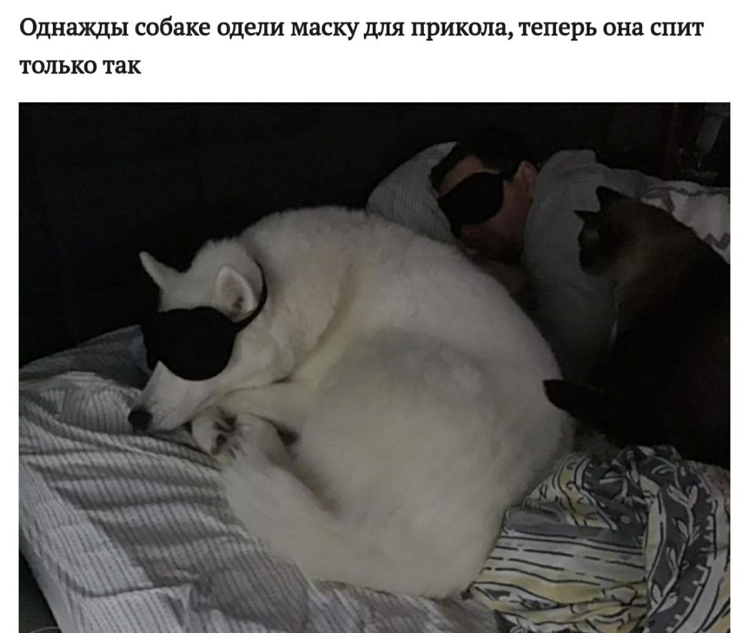 Однажды собаке одели маскудля прикола теперь она спит только так
