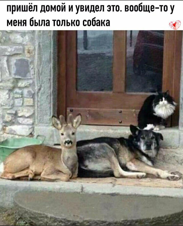 пришёл домой и увидел это вообщето у меня была только собака
