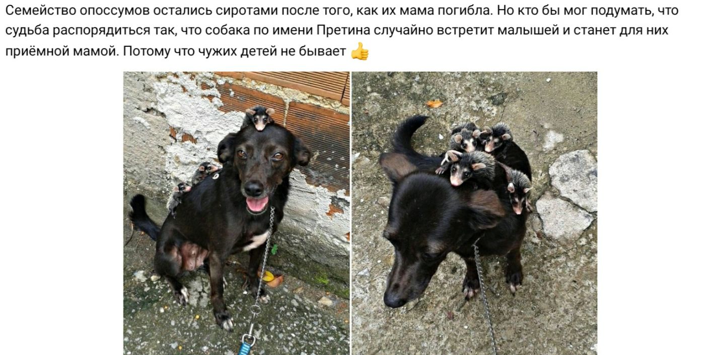 Семейство опоссумов остались сиротами после того как их мама погибла Но кто бы мог подумать что судьба распорядиться так что собака по имени Претина случайно встретит малышей и станет для них приёмной мамой Потому что чужих детей не бывает