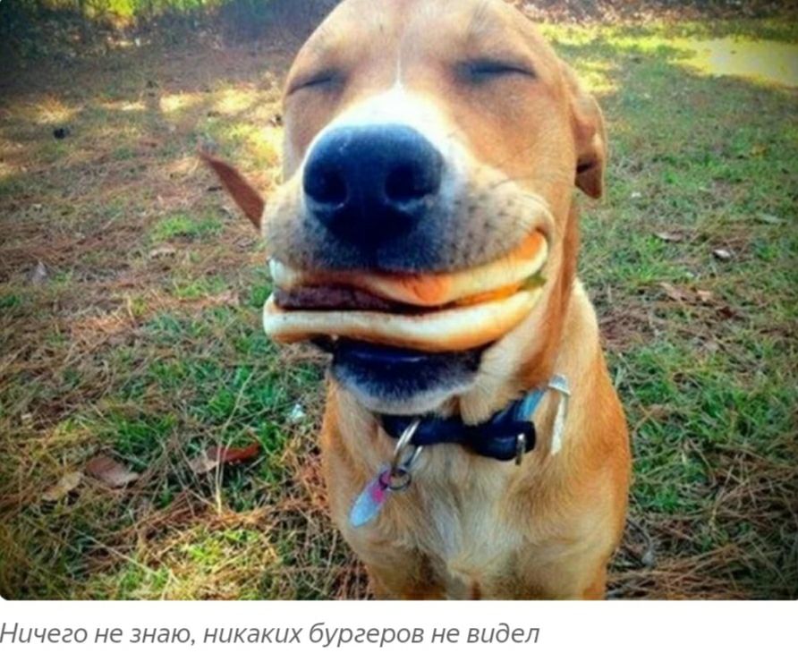 ычего НЕ ЗНЗЮ НЦКдЮХ бургеров не ВЬдЕЛ