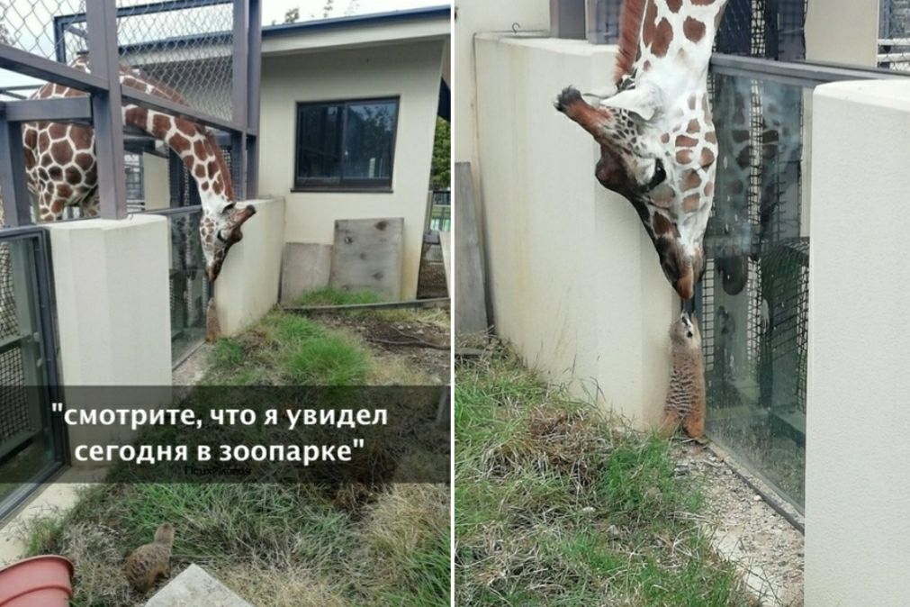 П е д И В у я 0 Т и смотрите