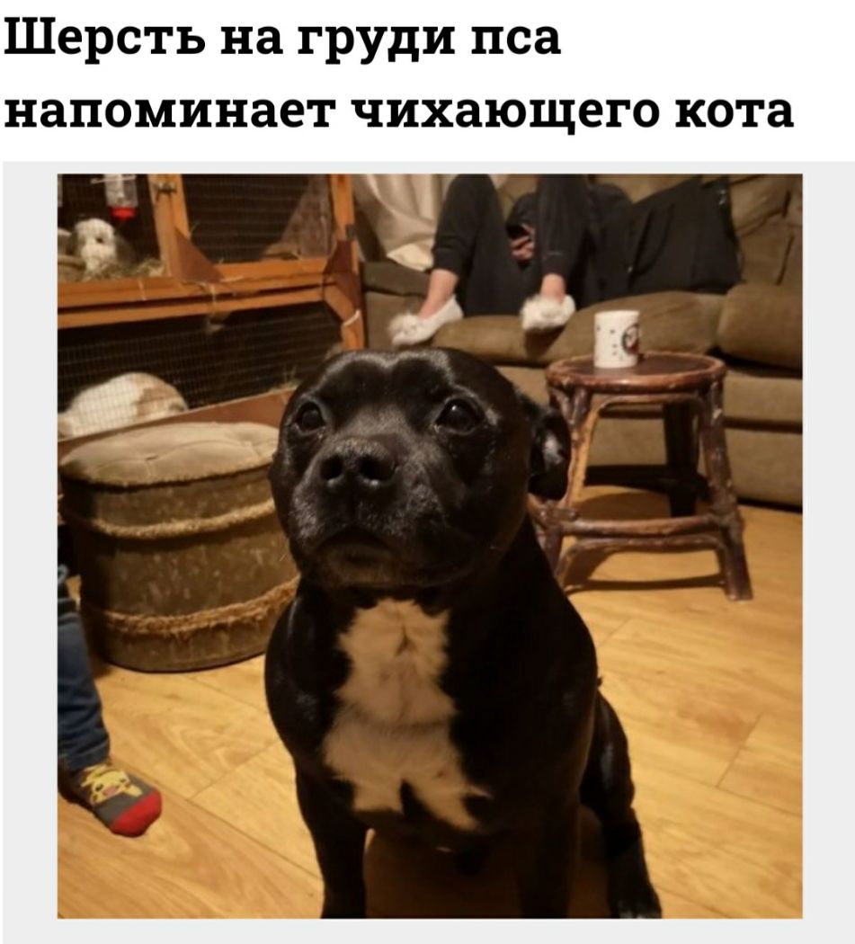 Шерсть на груди пса напоминает чихающего кота