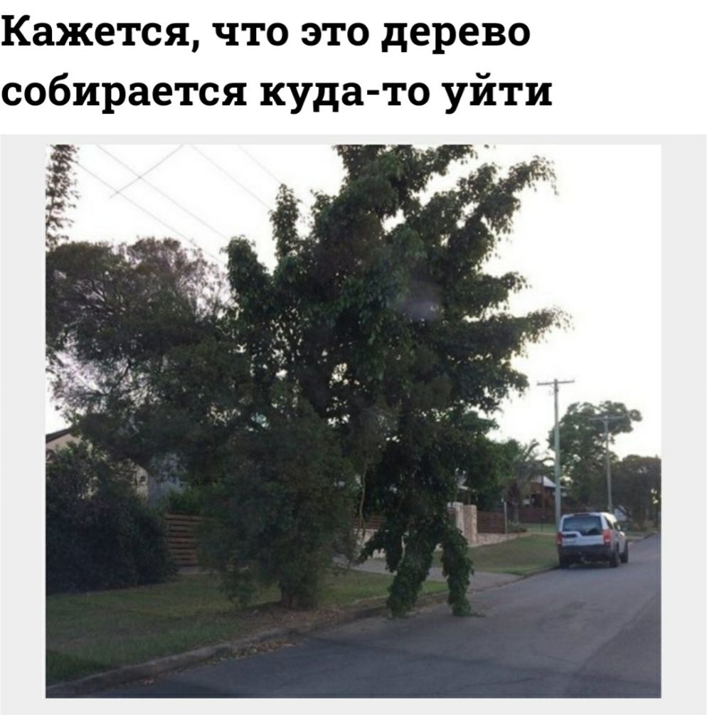 Кажется что это дерево собирается куда то уйти