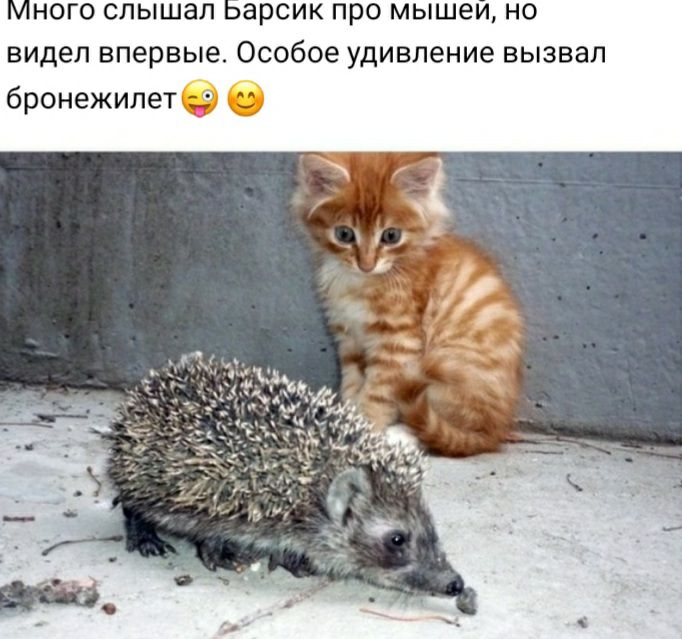 НОГО СЛЫШЭЛ ЗРСИК ПРО МЫШЭИ НО видел впервые особое УДИВЛЭНИЭ ВЫЗВЗЛ бронежилетд О