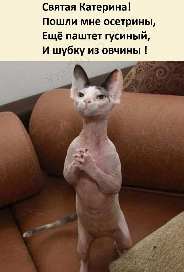 Святая Катерина Пошли мне осетрины Ещё паштет гусиный И шубку из овчины