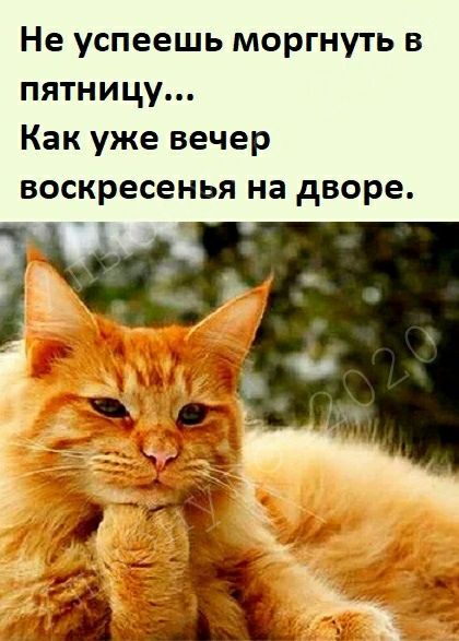 Не успеешь моргнуть в пятницу Как уже вечер воскресенья на дворе
