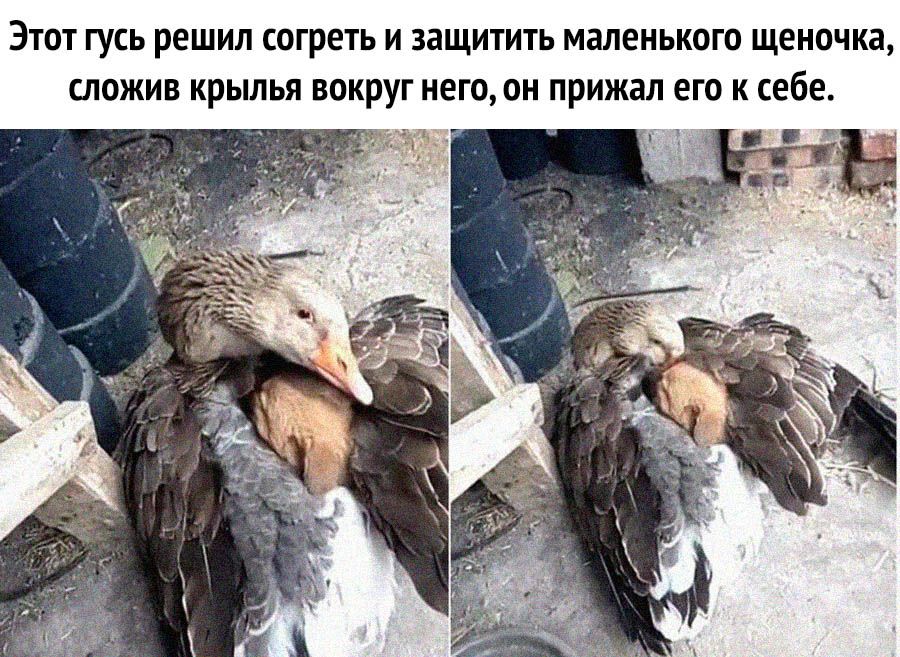 Этот гусь решил согреть и защитить маленького щеночка сложив крылья вокруг него он прижал его к себе