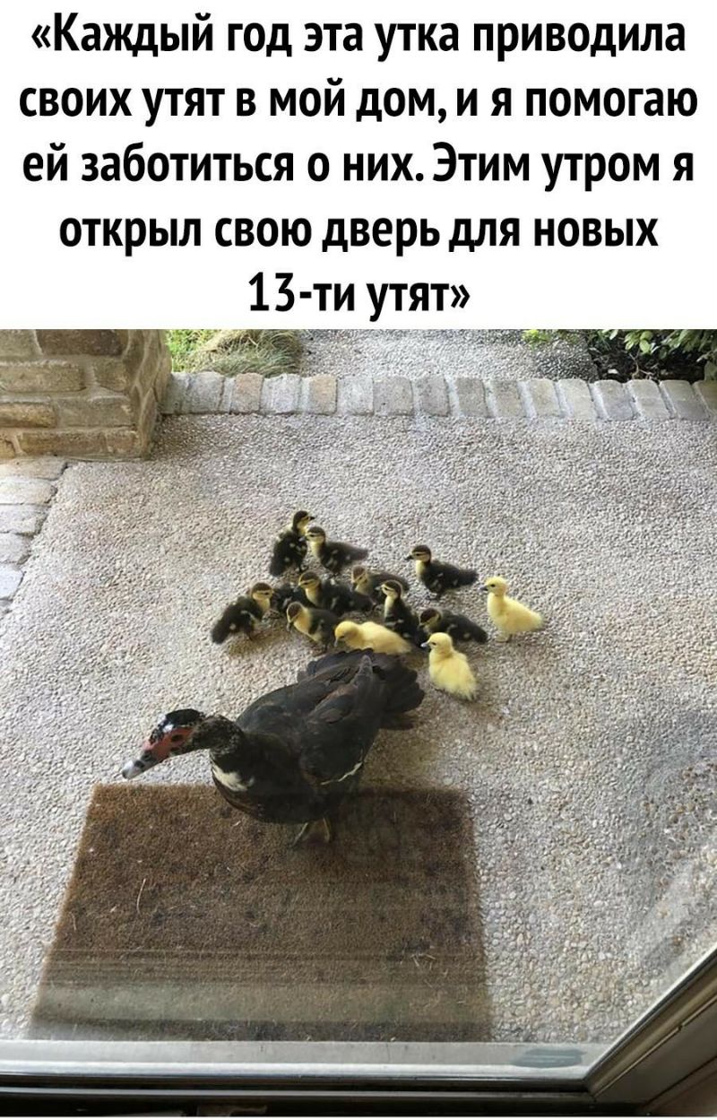 Каждый год эта утка приводила своих утят в мой дом и я помогаю ей заботиться о них Этим утром я открыл свою дверь для новых 13 ти утят