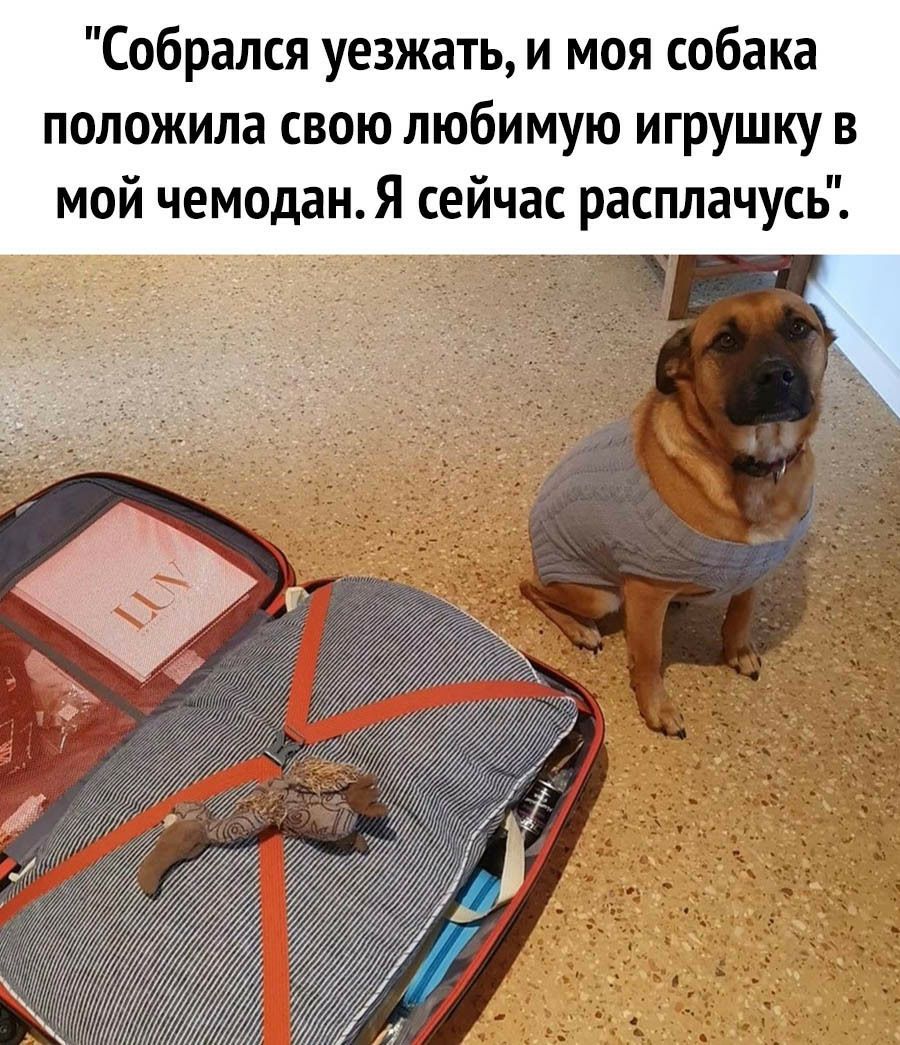 Собрался уезжать и моя собака положила свою любимую игрушку в мой чемодан Я сейчас расплачусь