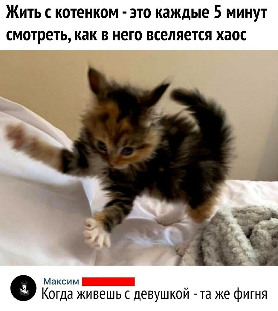 Жить с котенком это каждые 5 минут смотреть как в него вселяется хаос Максим Когда живешь с девушкой та же фигня