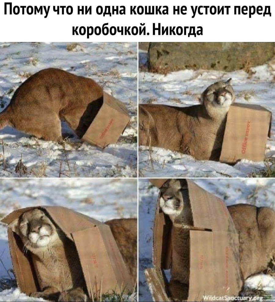 ПОТОМУ ЧТО НИ одна кошка не УСТОИТ перед