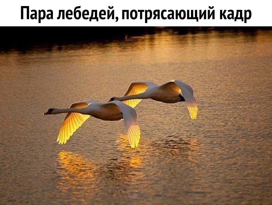 Пара лебедей потрясающий кадр __ _ _