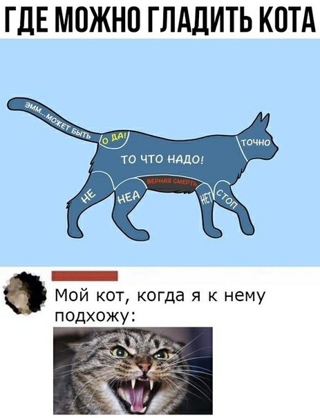 ГДЕ МОЖНО ГЛАДИТЬ КОТА