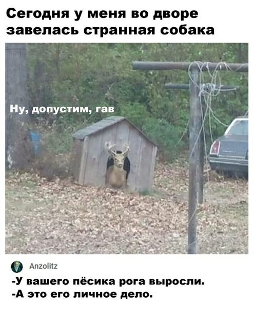 Сегодня у меня во дворе завелась странная собака Ну допустим гав У нашего пёсика рога выросли А это его личное депо