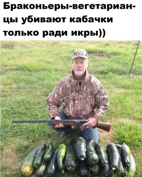 Браконьеры вегетариан цы убивают кабачки только ради икры