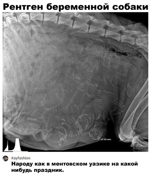 Рентген беременной собаки Каудаэтоп Народу как меиговском уазике на какой нибудь праздник