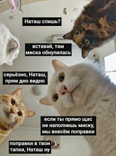 вставай там миска обиупипась серьёзно Наташ прям дно видио у если ты прямо щас не иапопиишь мис всем поправки поправки в твои тап аташ ну