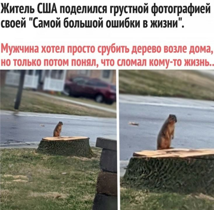 Житель США поделился грустной фотографией своей Самой большой ошибки в жизни Мужчина хотел просто срубить дерево возле дома но только потом понял что сломал кому то жизнь